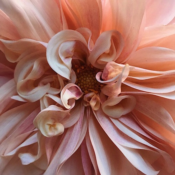 Cafe Au Lait Dahlia Centered Print: Flower Photography - Floral Still Life Photography, Pink Dahlia, Cafe au Lait, Wall Decor, Wall Art