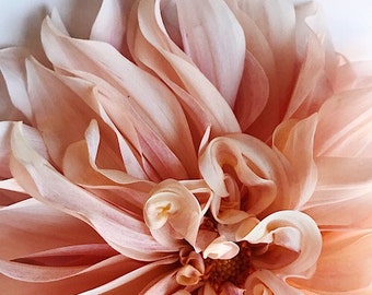 Cafe Au Lait Dahlia Top Print: Flower Photography - Floral Still Life Photography, Pink Dahlia, Cafe au Lait, Wall Decor, Wall Art