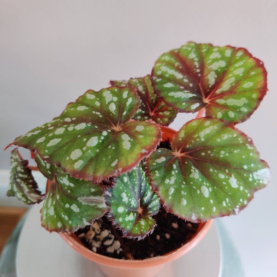 Begonia Rex 'african Jungle' Small - Etsy UK