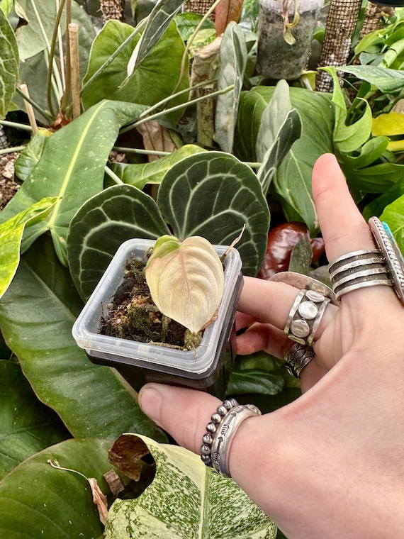 VERY RARE Philodendron Brandtianum Variegated -High Color-