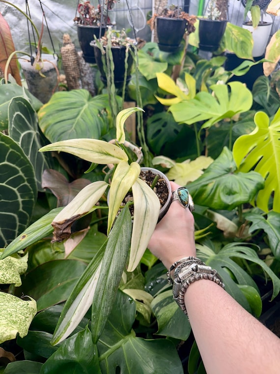 Epipremnum Amplissimum Full Variegated Mint