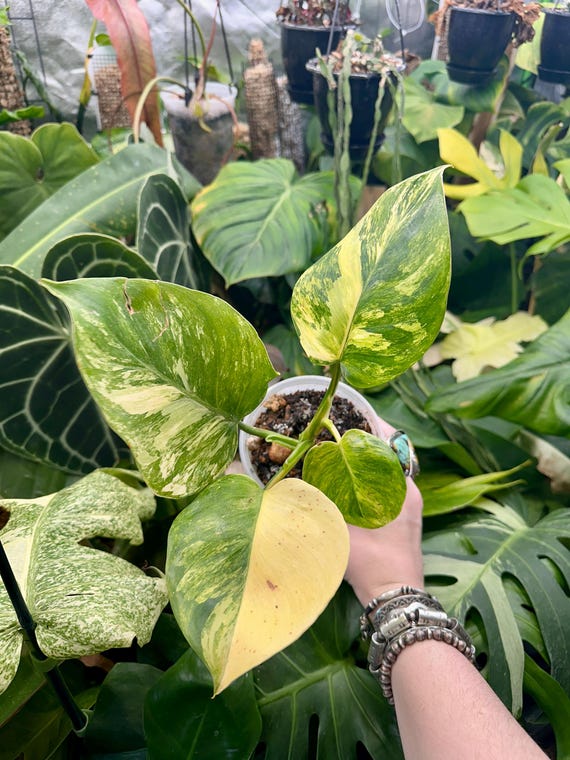 Variegated Philodendron White Knight Tricolor