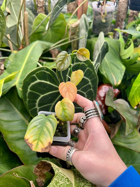 VERY RARE Philodendron Brandtianum Variegated -Low Color-