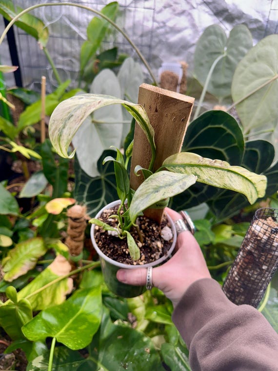 Epipremnum Amplissimum Full Variegated Mint
