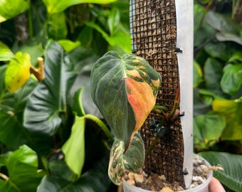 Philodendron Quelali Round X Spiritus Sancti - Etsy