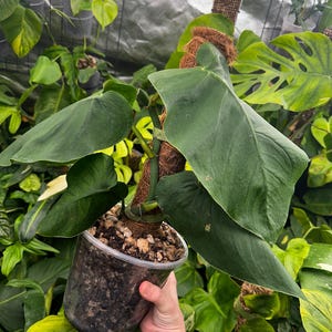 monstera xanadu Thaumatophyllum Xanadu - Philodendron Xanadu Plants | Hortology