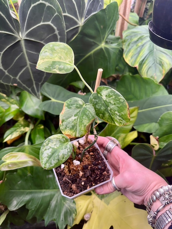 scindapsus hologram variegated