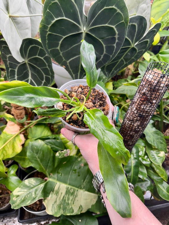 Philodendron sp mutant