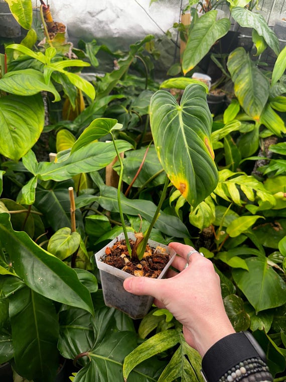Philodendron Sp 'Glorious'