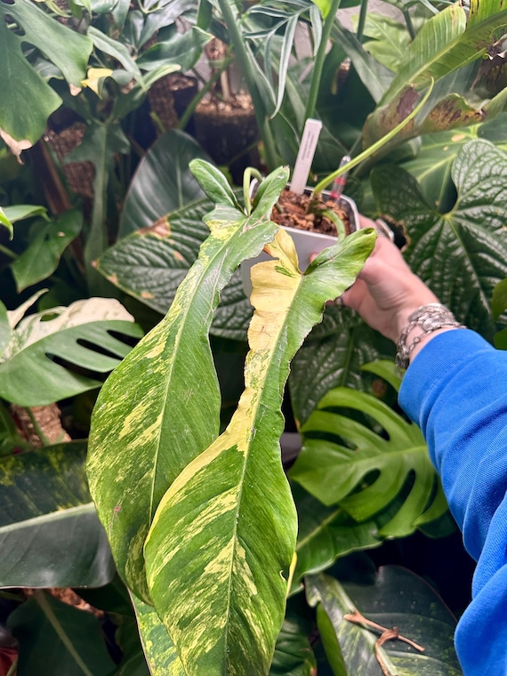 Philodendron Joepii Aurea Variegated