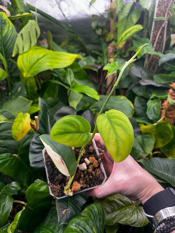 Scindapsus Jade- Albo Variegated Reverted