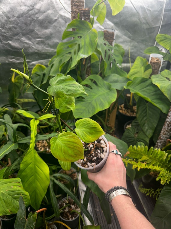 Philodendron Camposportoanum