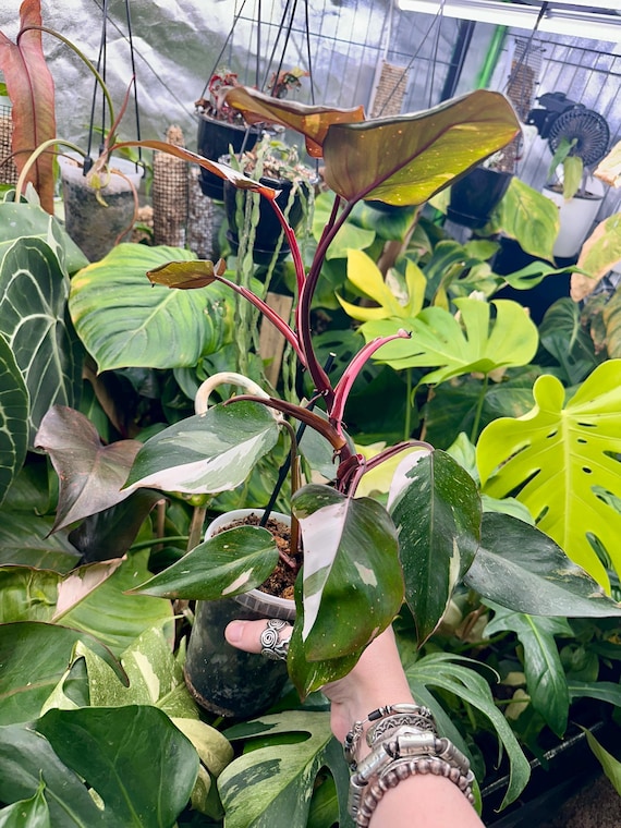 Philodendron Red Anderson