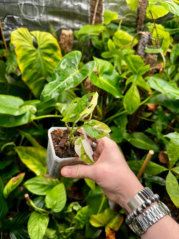 Tricolor Variegata Albo Monstera adansonii 2 growths