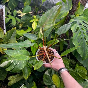 Philodendron Sp Red Blushing - Etsy