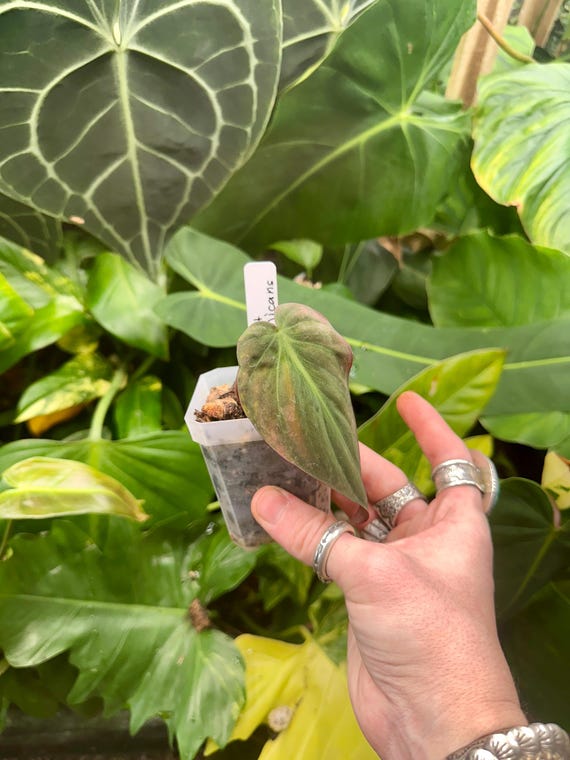 Variegated Philodendron Micans Mint Cutting Rooted