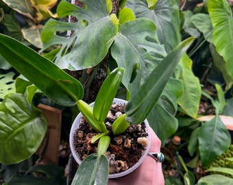 Philodendron Martianum "fat Boy" - Rare Tropical Houseplant (6" Pot) | 2  Plants Required per Order | - Etsy