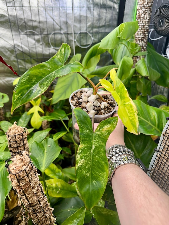 Philodendron Jennifer Variegated- Florida Beauty x Billietiae