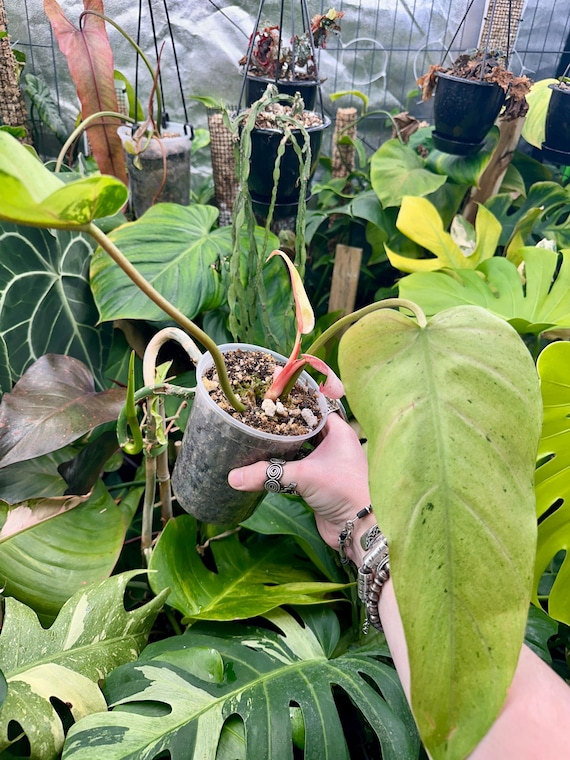 Philodendron Whipple Way Mint Fully Rooted- Rare Philodendron