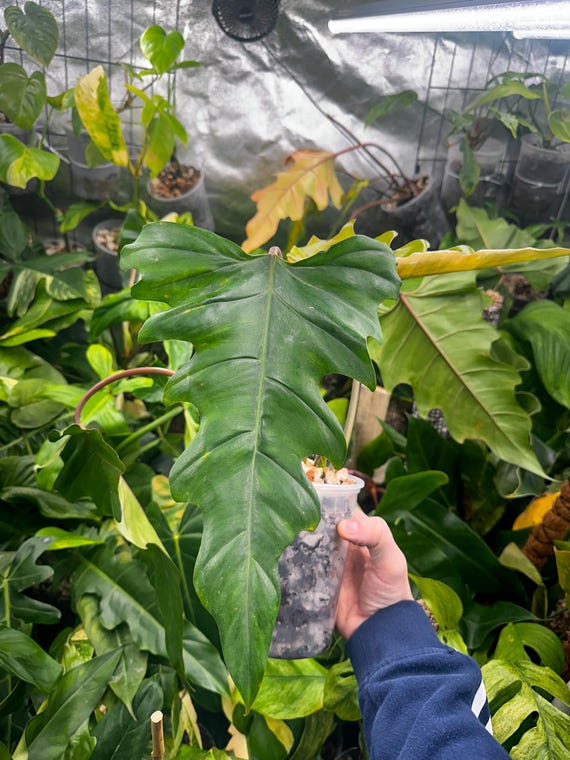 Philodendron Pinnatilobum aff x Philodendron Tortum