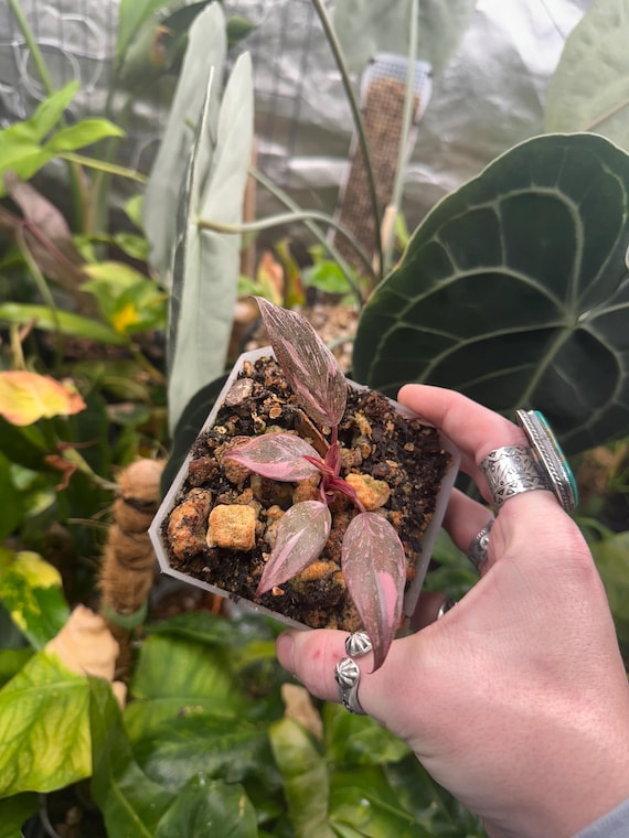 Philodendron black cherry Pink Princess