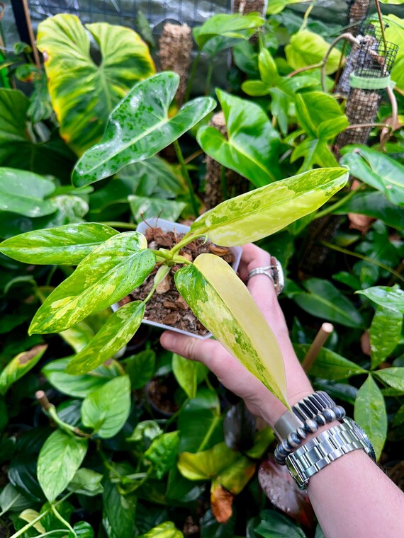 Philodendron Domesticum Highly Variegated