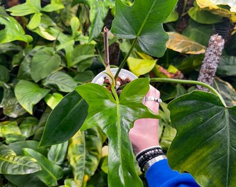 Reverted Golden Dragon - Rare Philodendron
