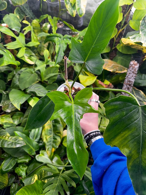 Reverted Golden Dragon - Rare Philodendron