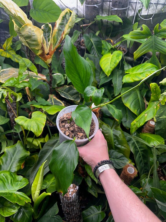 Monstera Lechleriana