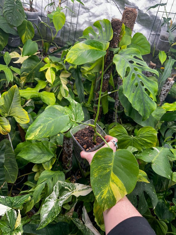 Monstera Borsigiana Aurea High Color