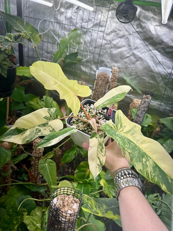 Philodendron Variegated Florida Beauty X Mayoi Narrow x Billie (Tripple Cross)