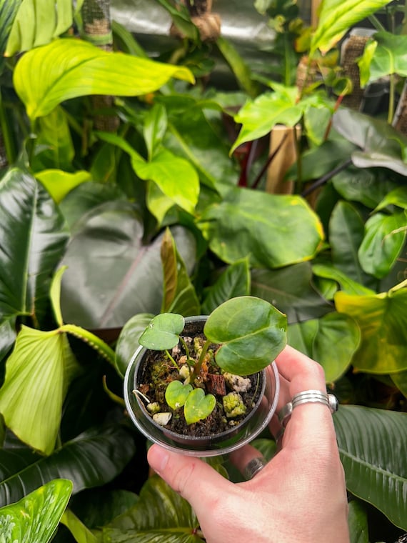 Anthurium Papi x Mag x AOS
