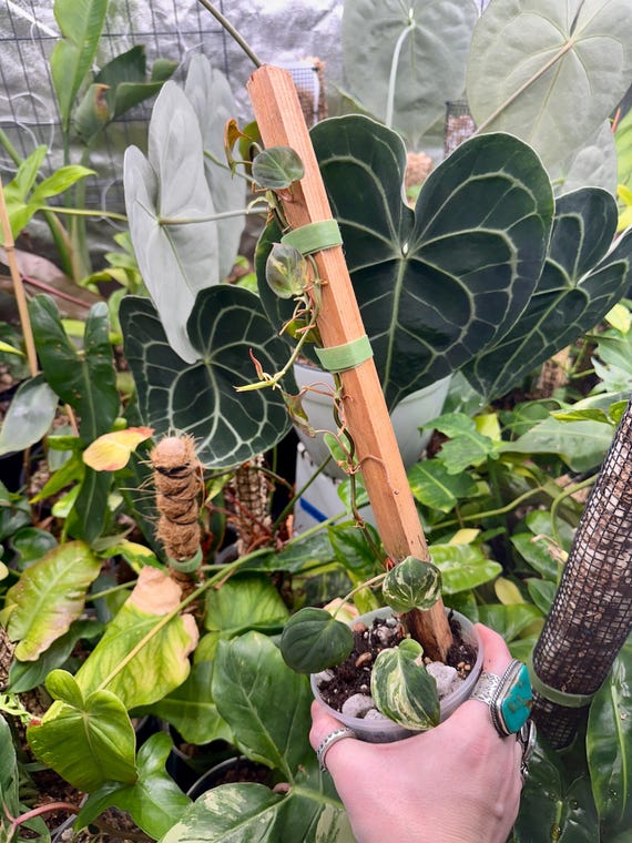 Philodendron Micans Variegated albo