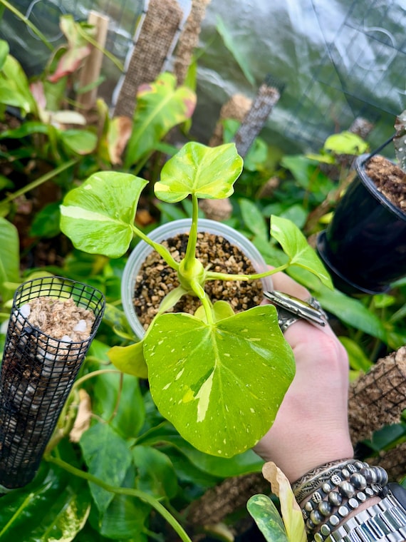 Philodendron Warscewiczii "Golden Variegated"
