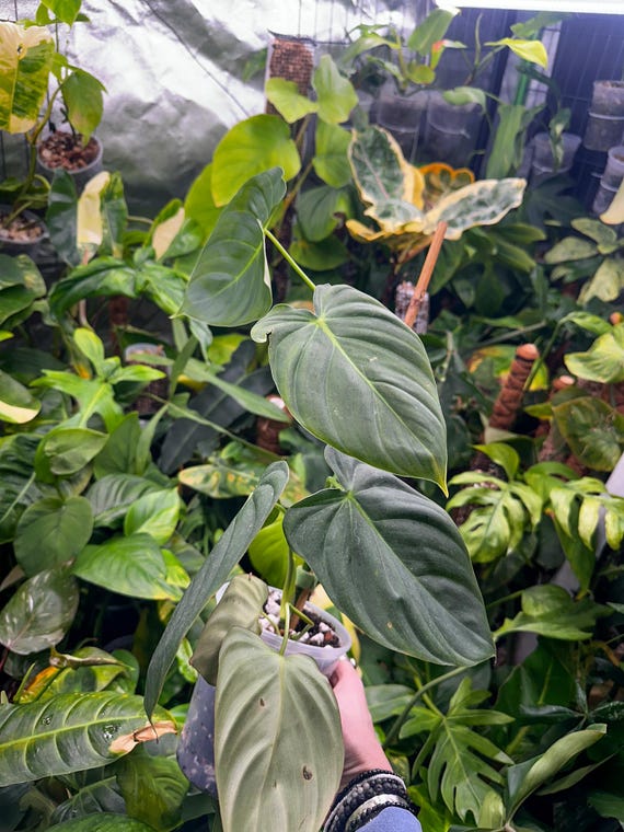 Philodendron Melanochrysum x Spiritus Sancti - Rare Hybrid