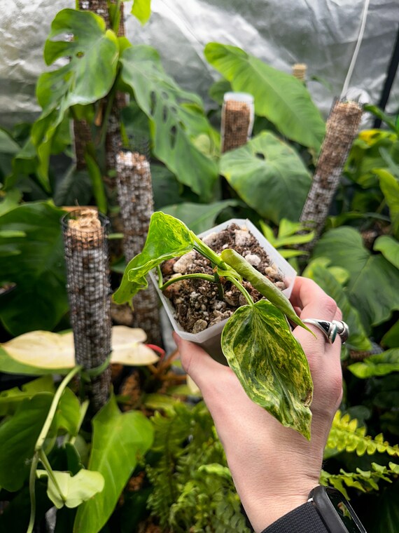 Mutant Philodendron Hederaceum Variegated (Variegated Heartleaf Philodendron)