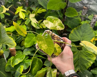 Variegated Burle Marx Philodendron
