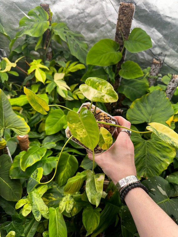 Variegated Burle Marx Philodendron