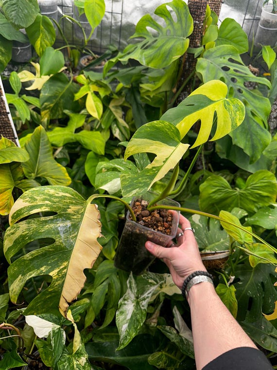 Monstera Borsigiana Aurea High Color