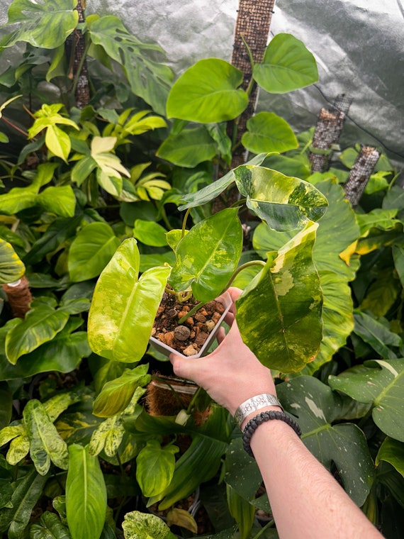 Variegated Burle Marx Philodendron
