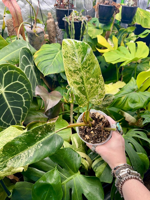 Philodendron Domesticum Mint Marble Variegated
