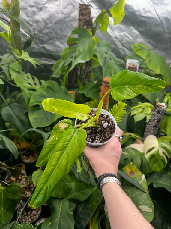 Philodendron Domesticum Variegated