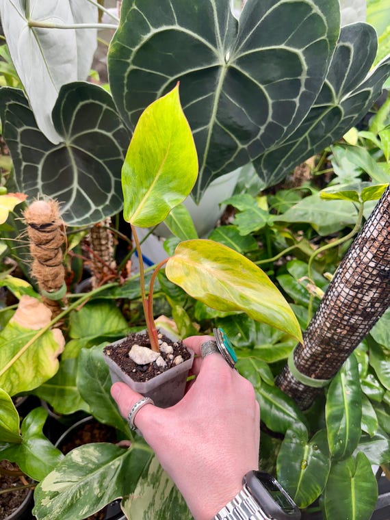 Philodendron Sp Red Emerald Variegated