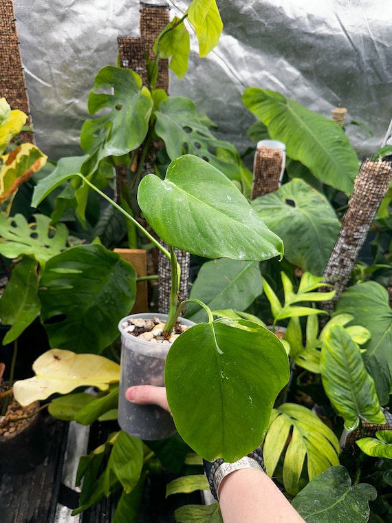 Monstera Borsigiana low Variegated