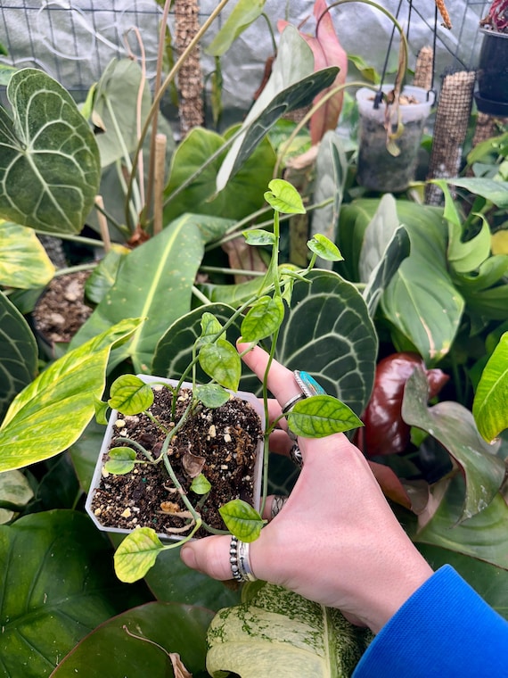 Epipremnum Pinnatum Indo Dwarf "Dwarf Cebu Blue "