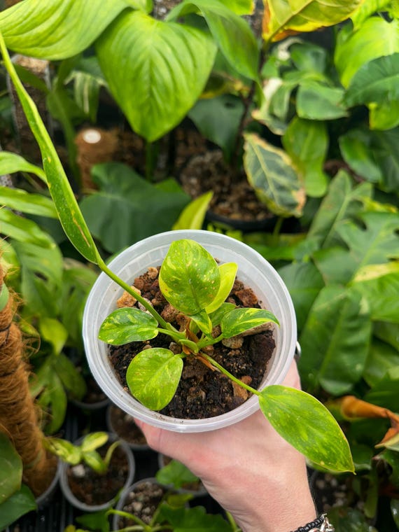 Philodendron Green Congo Nuclear