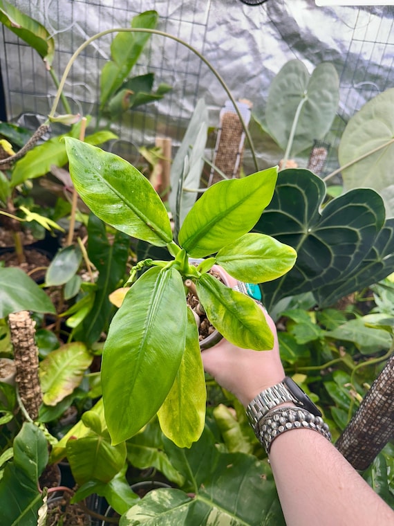 Philodendron Cretosum - Rare