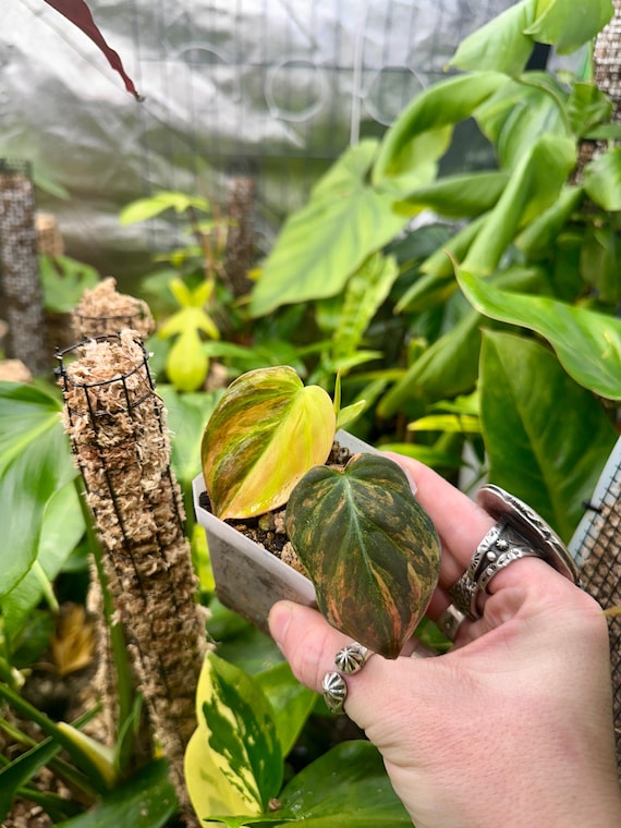 Philodendron Variegated Micans Plant | Pink Aurea TriColor
