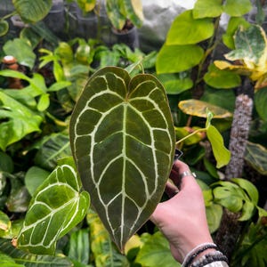 Anthurium 'michelle' X Crystallinum - Etsy