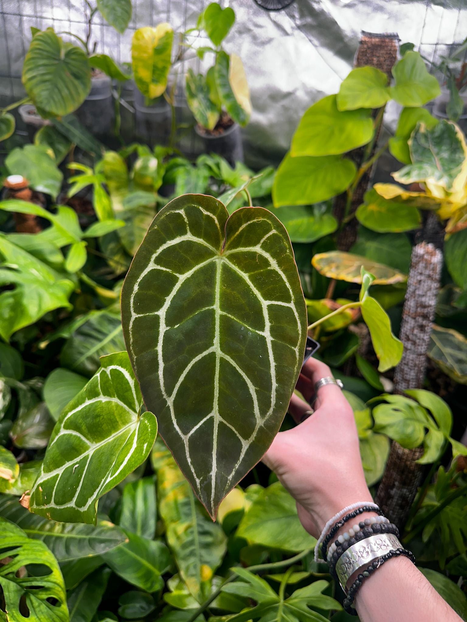 Anthurium 'michelle' X Crystallinum - Etsy